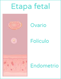 La primera menstruación - Etapa fetal