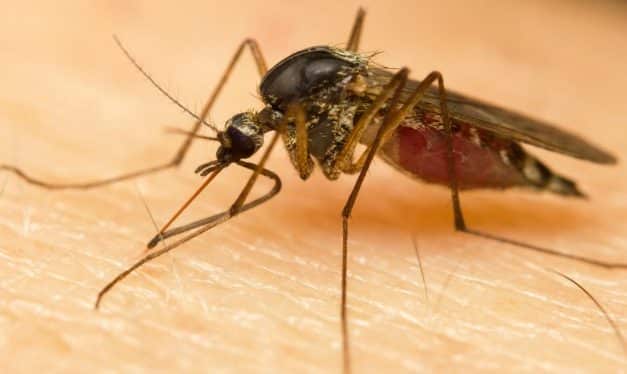 ¿Qué debes saber del virus Zika?