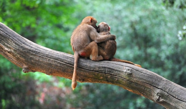 Fecundidad entre especies: ¿los últimos de la fila?