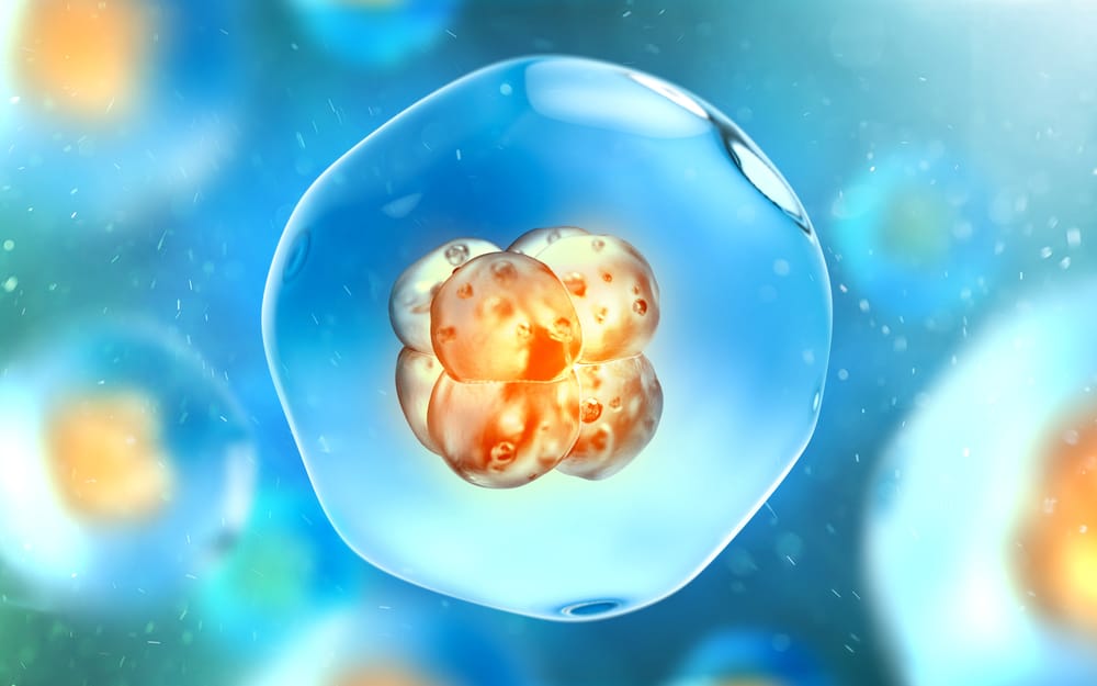 8 datos curiosos sobre los embriones humanos
