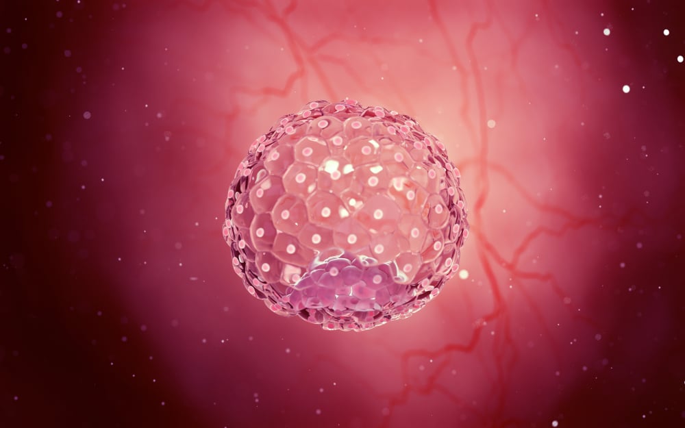 Eins, zwei oder drei? Wie viele Embryonen sollen zurück in die Gebärmutter übertragen werden?