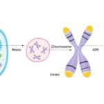 Anomalies génétiques : peut-on éviter qu’elles affectent le bébé ?