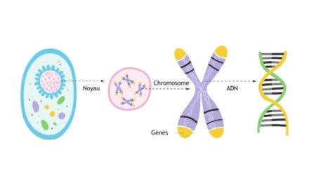 Anomalies génétiques : peut-on éviter qu’elles affectent le bébé ?