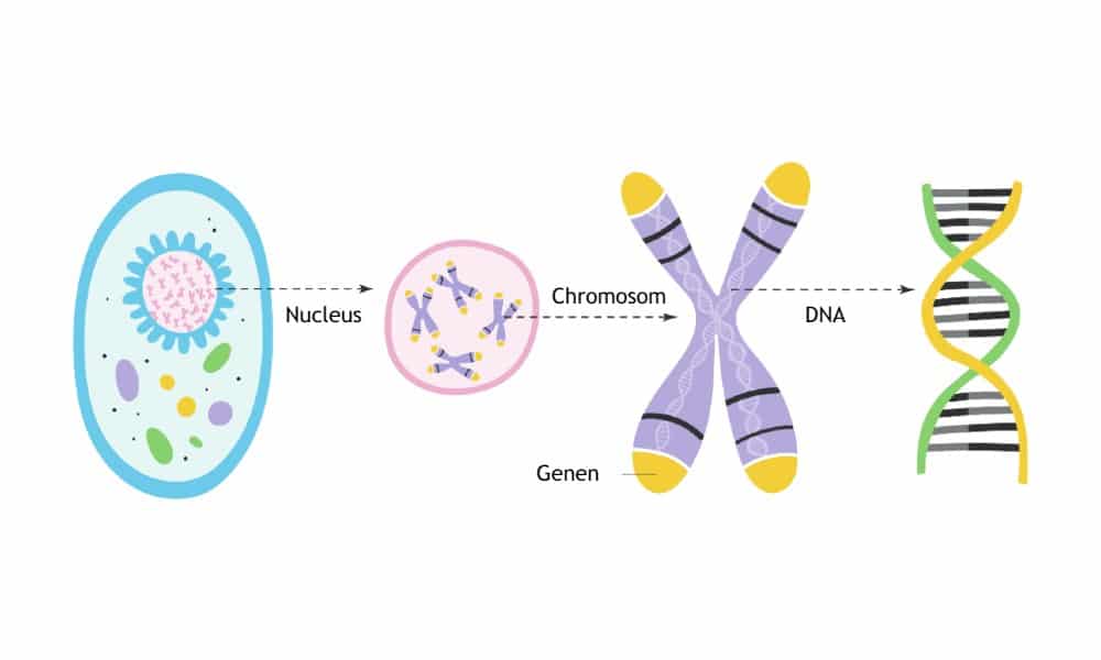 Genetische Anomalien: Kann man verhindern, dass sie das Baby schädigen?