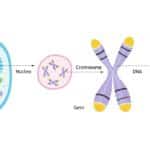 Anomalie genetiche: si può evitare che colpiscano il bebè?