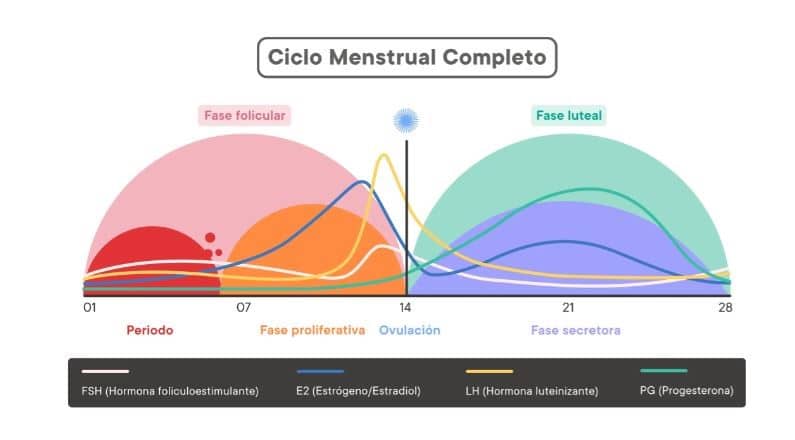 Fases del ciclo menstrual