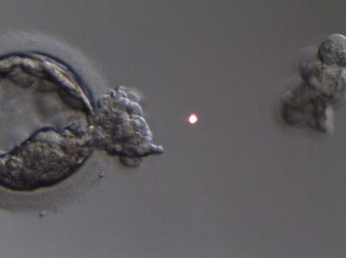 Biopsia blastoscito