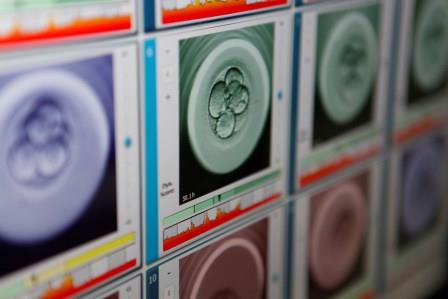 Dexeus Mujer y el IDIBELL estudiarán el desarrollo embrionario mediante la edición genética de embriones humanos