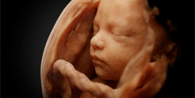 Life “in progress”: la vida antes de nacer