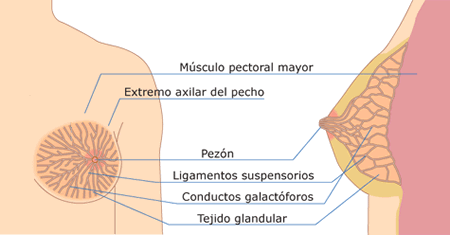 Anatomía de la mama