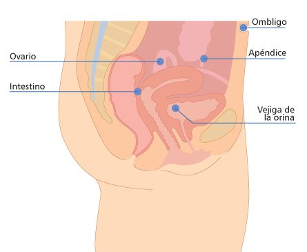 Lugares en los que más frecuentemente puede asentarse la endometriosis