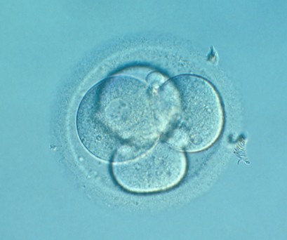 Embrión en estado de 4 células (D+2)