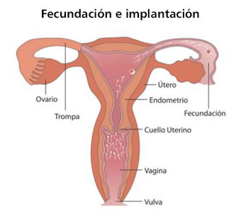 Fecundación e implantación