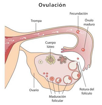 Ovulación