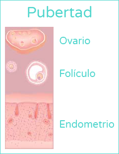 La primera menstruación - Pubertad