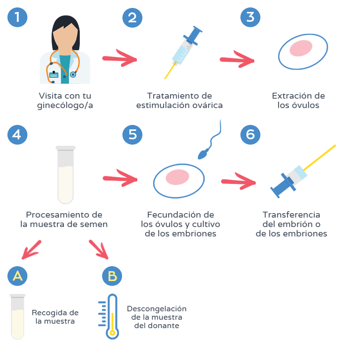 Fecundación in vitro - Proceso