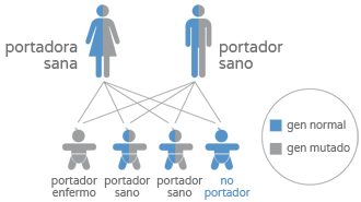 Test genético preconcepcional (qCarrier) - Portadores