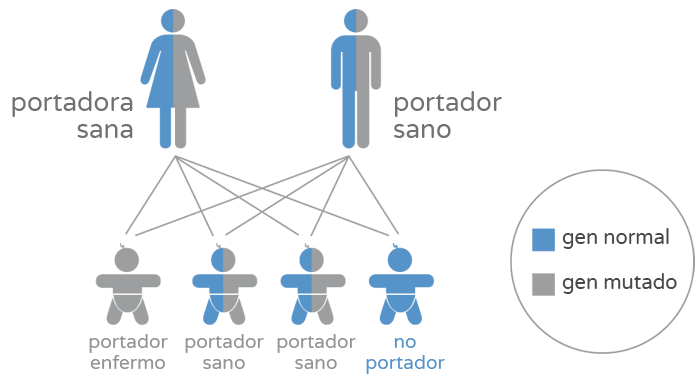 Test genético preconcepcional (qCarrier) - Portadores